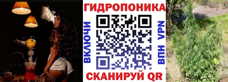 Канабис план  Луга 
